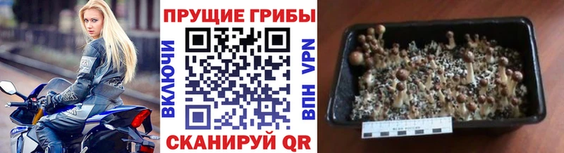 хочу   Нижневартовск  Псилоцибиновые грибы мухоморы 